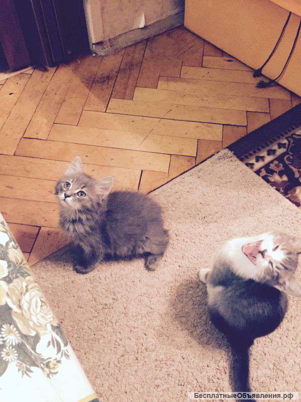 Котята в дар