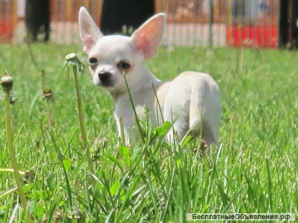 Чихуахуа г/ш мини мальчик, подрощенный