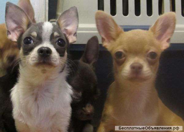 Щенки Чихуахуа г/ш цветные девочки