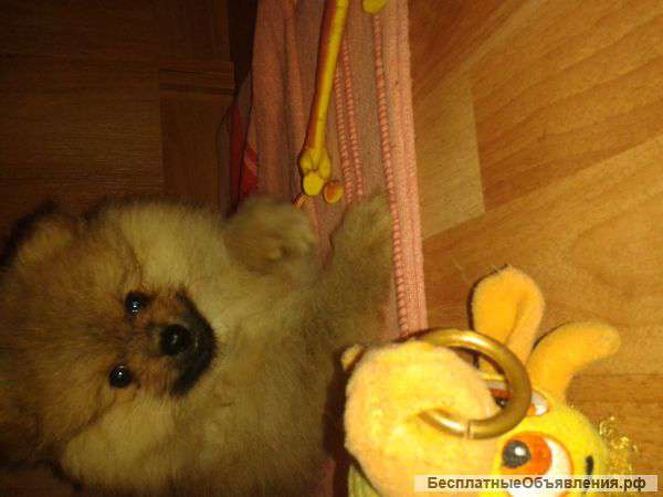 Щенки померанского шпица