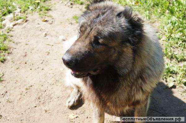 Отдам в дар