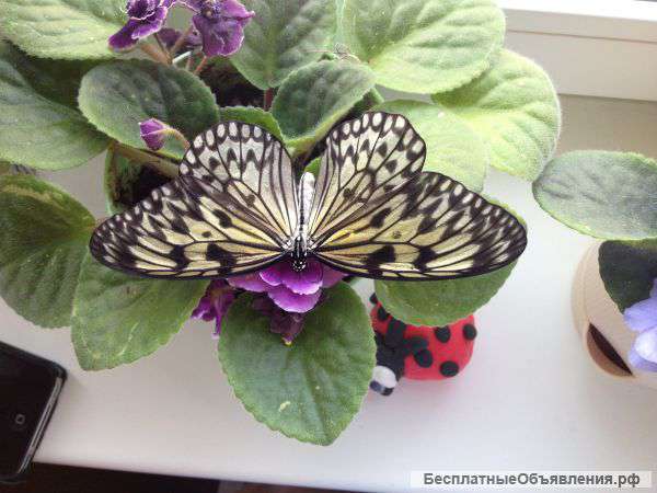 Бабочки тропические - захватывающий дух подарок