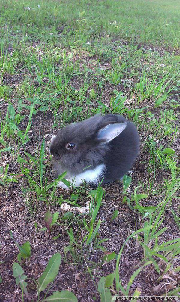 Отдам в хорошие руки