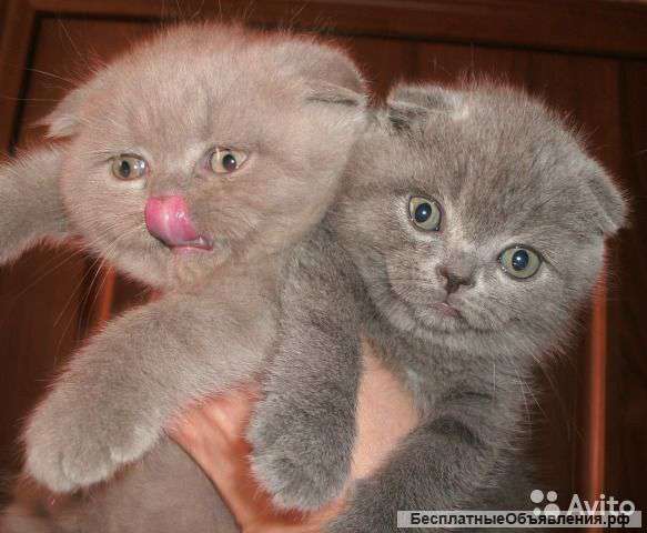 Умнейшие создания