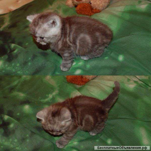 Мраморные пушистые котятки