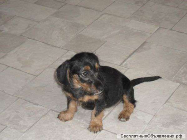 Миниатюрная Кроличья такса девочка