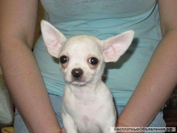 Щеночки Чихуахуа мини гл-шерстные