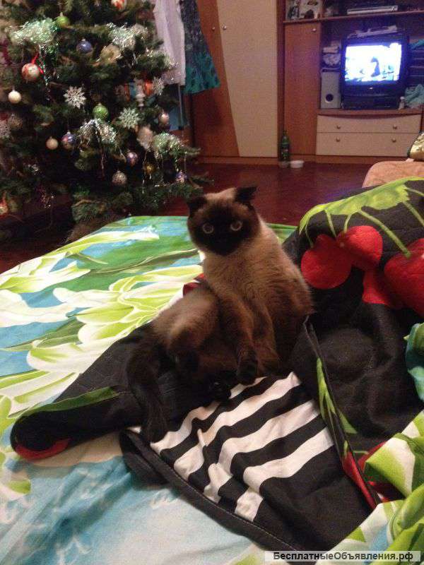 Отдам кошку в добрые руки