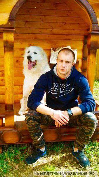 Дрессировка собак всех пород и возрастов