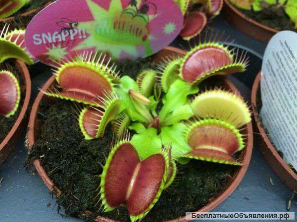 Хищные растения отличного качества