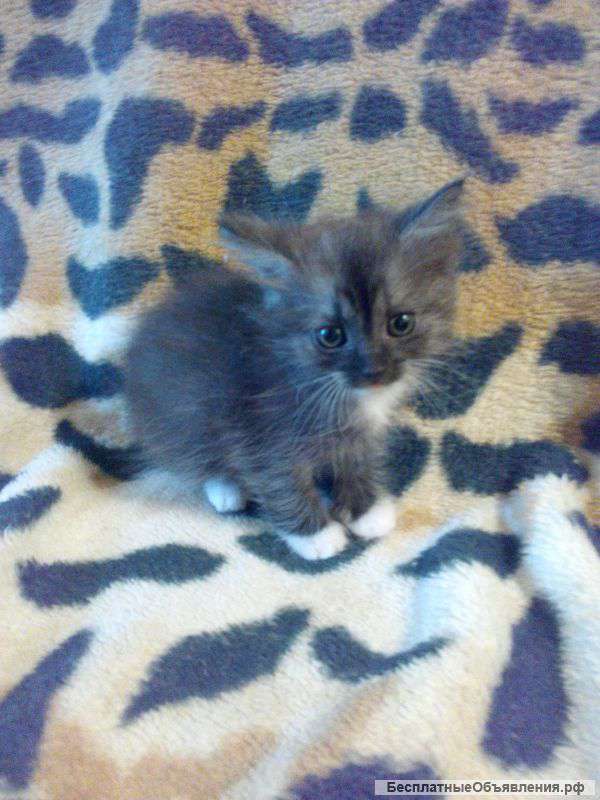 Котята в хорошие руки