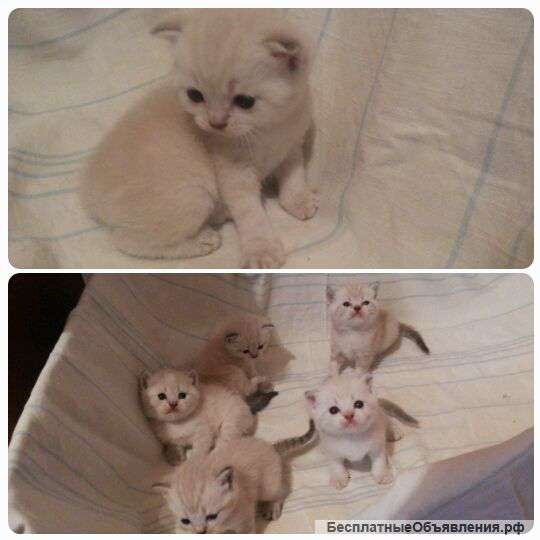 Шотландские котята скоттиш страйт
