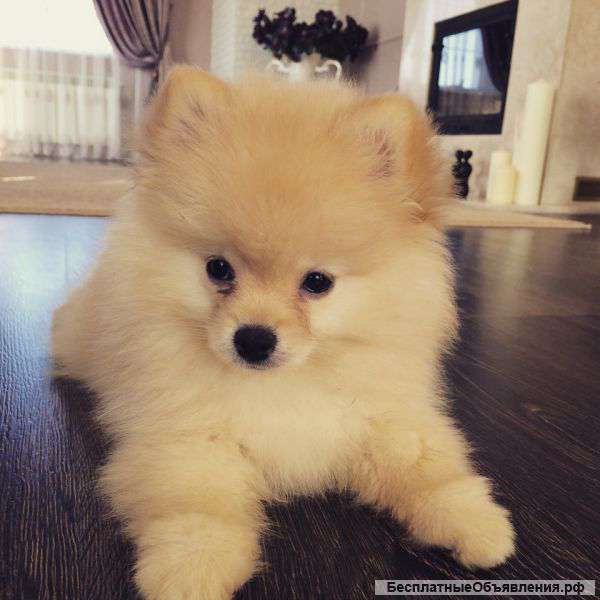 Померанский шпиц