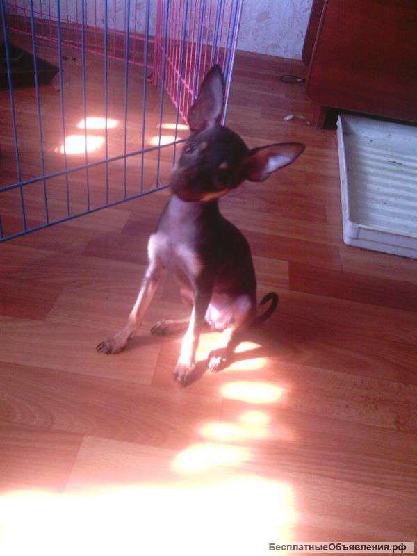 Мини девочка шоколадка