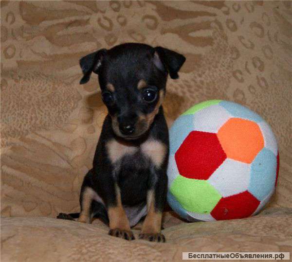 Диво дивное