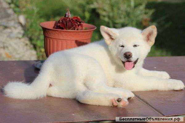 Красивая,умная,гордая собака