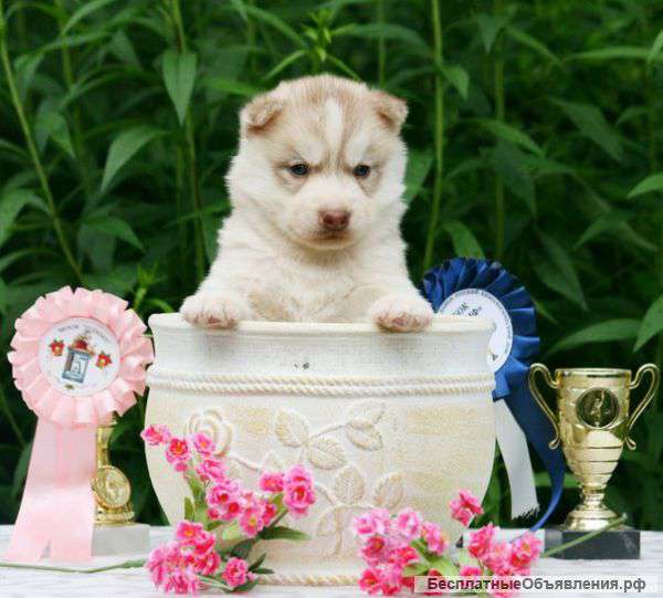 Очаровательные щенки хаски от титулованных родителей