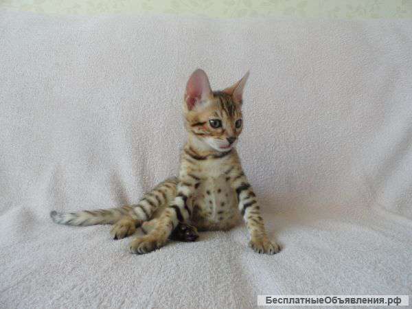 Бенгальские симпотяшки