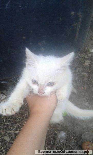 Отдадим котенка в добрые руки