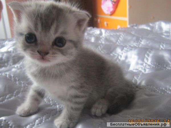 Шотландские котята