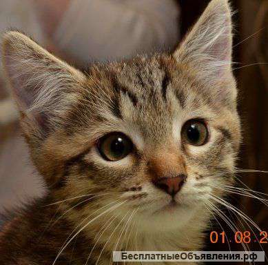 Милый котенок