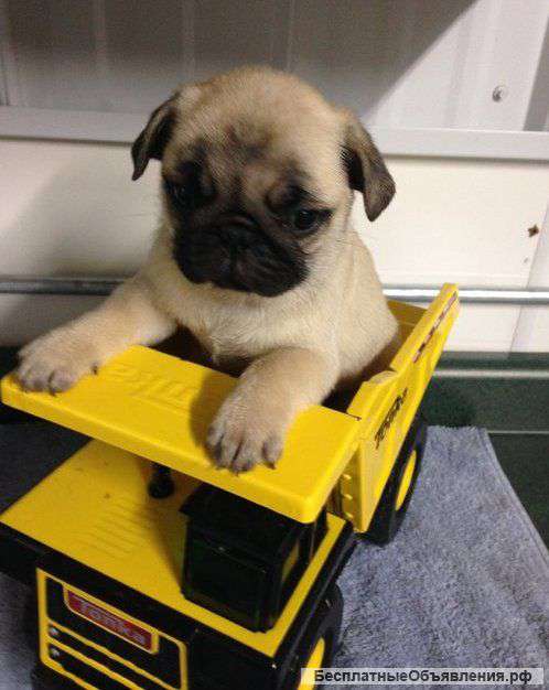 12 недель Щенки мопса для принятия