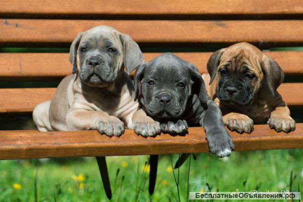 Щенки кане корсо из профессионального питомника