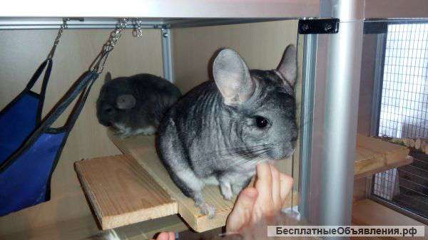 Стандарт носитель КПА