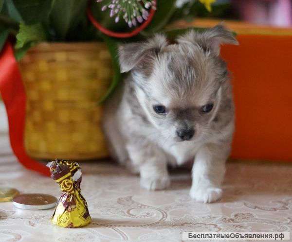 Чихуахуа высокого уровня