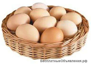 Поставляем свежие, куриные яйца, от 34 руб/десяток