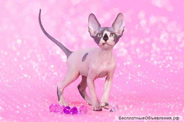 Повод для подарка-канадский сфинкс