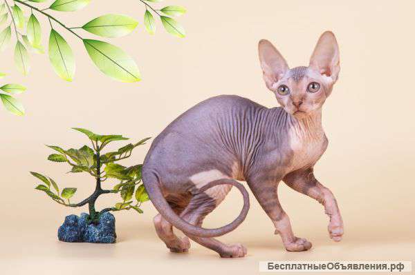 Повод для подарка-канадский сфинкс