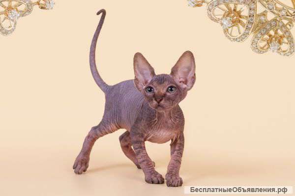 Повод для подарка-канадский сфинкс