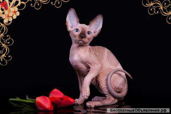 Повод для подарка-канадский сфинкс