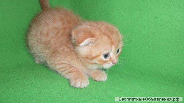 Вислоухий и прямоухий котенок