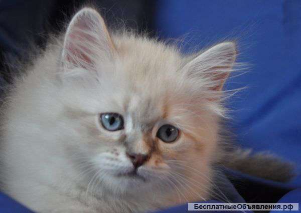 Невские Маскарадные котята из питомника