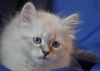 Невские Маскарадные котята из питомника