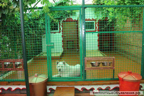 Передержка собак в собственном доме