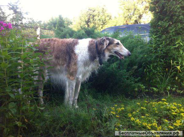 Пропала собака