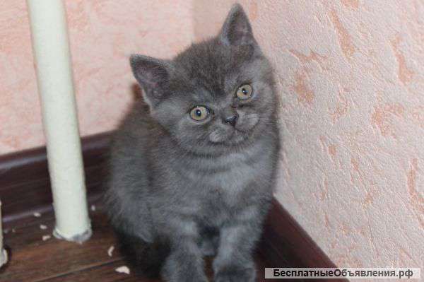 Котята британской породы