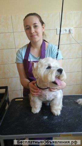 Ищу работу ветеринарного врача