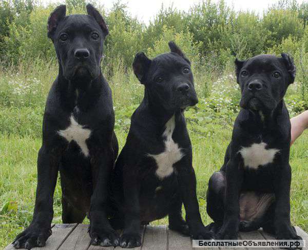 Щенки кане-корсо черного окраса от рабочего кобеля