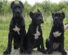 Щенки кане-корсо черного окраса от рабочего кобеля