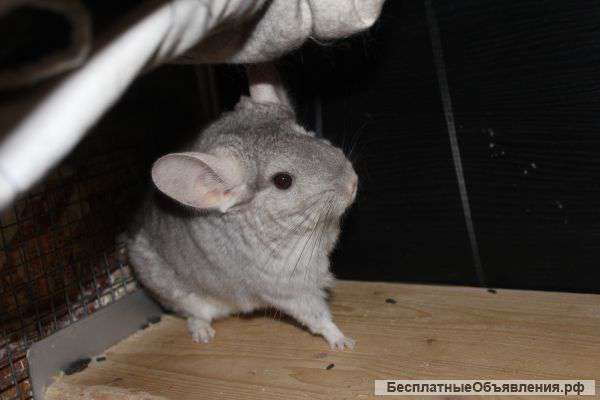 Шиншилла девочка гетеробежевая