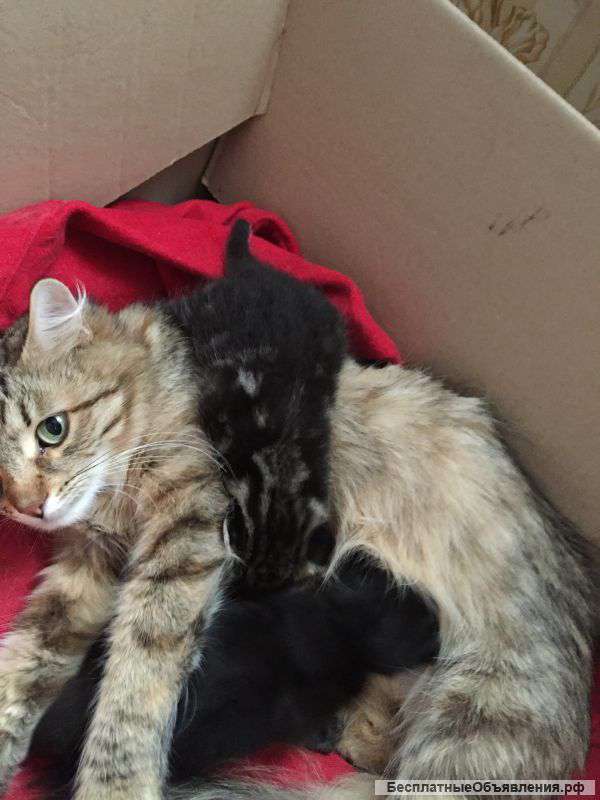 Отдам котят в хорошие руки