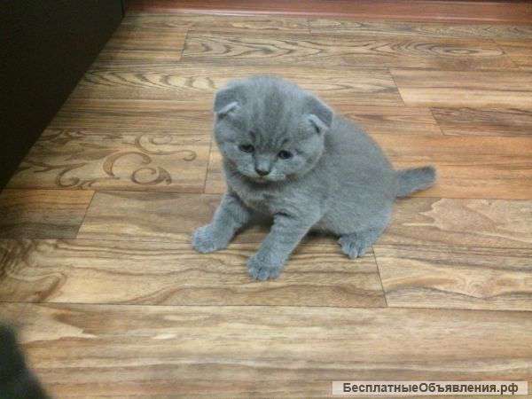 Вислоухую котшечку и котёнка