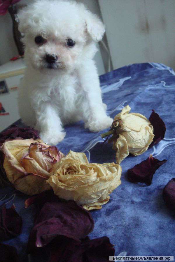 Щенок Бишона Фризе мальчик