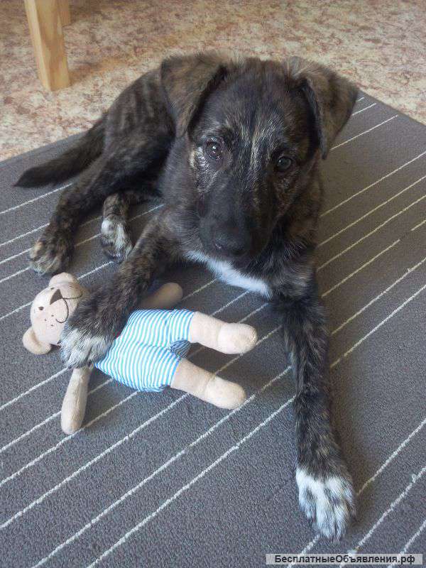 Отдам в добрые руки милого щенка