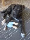 Отдам в добрые руки милого щенка
