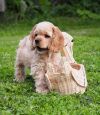 Американский кокер спаниель